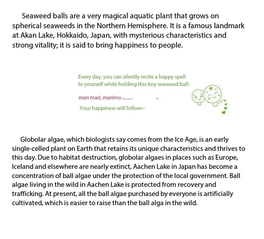 Healing Marimo Wishing Bottle Terrarium - Craft Your Soothing, Closed Ecosystem, a Low-Maintenance Starry Micro-Landscape Habitat for Mindfulness & Visual Calm (Includes LIVELY Moss Ball Pet)
